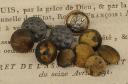 LOT OF TEN SMALL-SIZE BUTTONS, Second Empire. 20737-1
