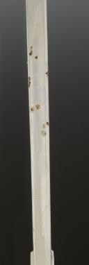 Photo 3 : SABRE D'OFFICIER DES TROUPES À PIED, modèle 1923, Troisième République. 29508