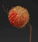 Photo 2 : POMPON POUR COIFFURE D'OFFICIER, Premier Empire. 33632