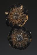 PAIRE D'ORNEMENTS DE RETROUSSIS POUR HABIT DE GARDES DU CORPS DE LA MAISON MILITAIRE DU ROI, Restauration. 32849