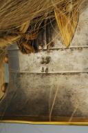 Photo 10 : CASQUE, CUIRASSE, GILET DE MATELASSURE, ÉPAULETTES ET AIGUILLETTES TROUPE DE L'ESCADRON DES CENT-GARDES DE L'EMPEREUR NAPOLÉON III, Second Empire. 33563