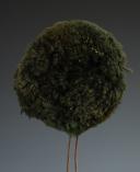Photo 3 : POMPON POUR SHAKO D'INFANTERIE, Premier Empire. 11714-3