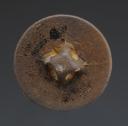 Photo 2 : BUTTON OF THE 20th REGIMENT OF THE HIGH SEA CREWS, First Empire. 30250
