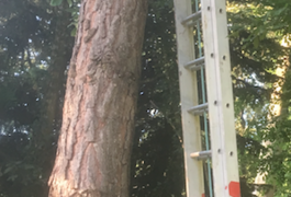 Location outil Echelle 9 mètres près de Coye-la-Forêt