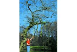 Location outil Coupe branches sur perche 6,5m fiskars près de Saint-Médard-en-Jalles