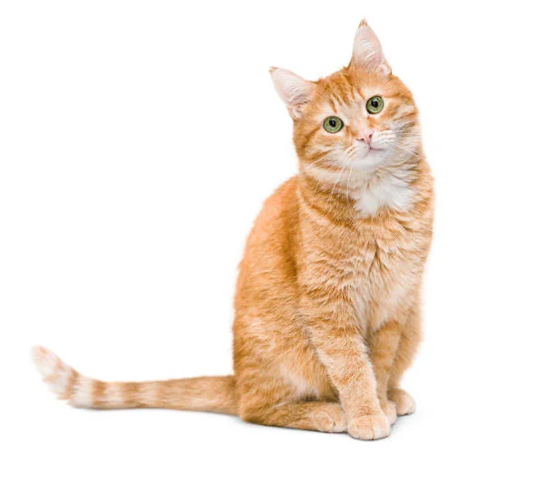 Orion, Golden British Shorthair de la Chatterie du Domaine des Lutins