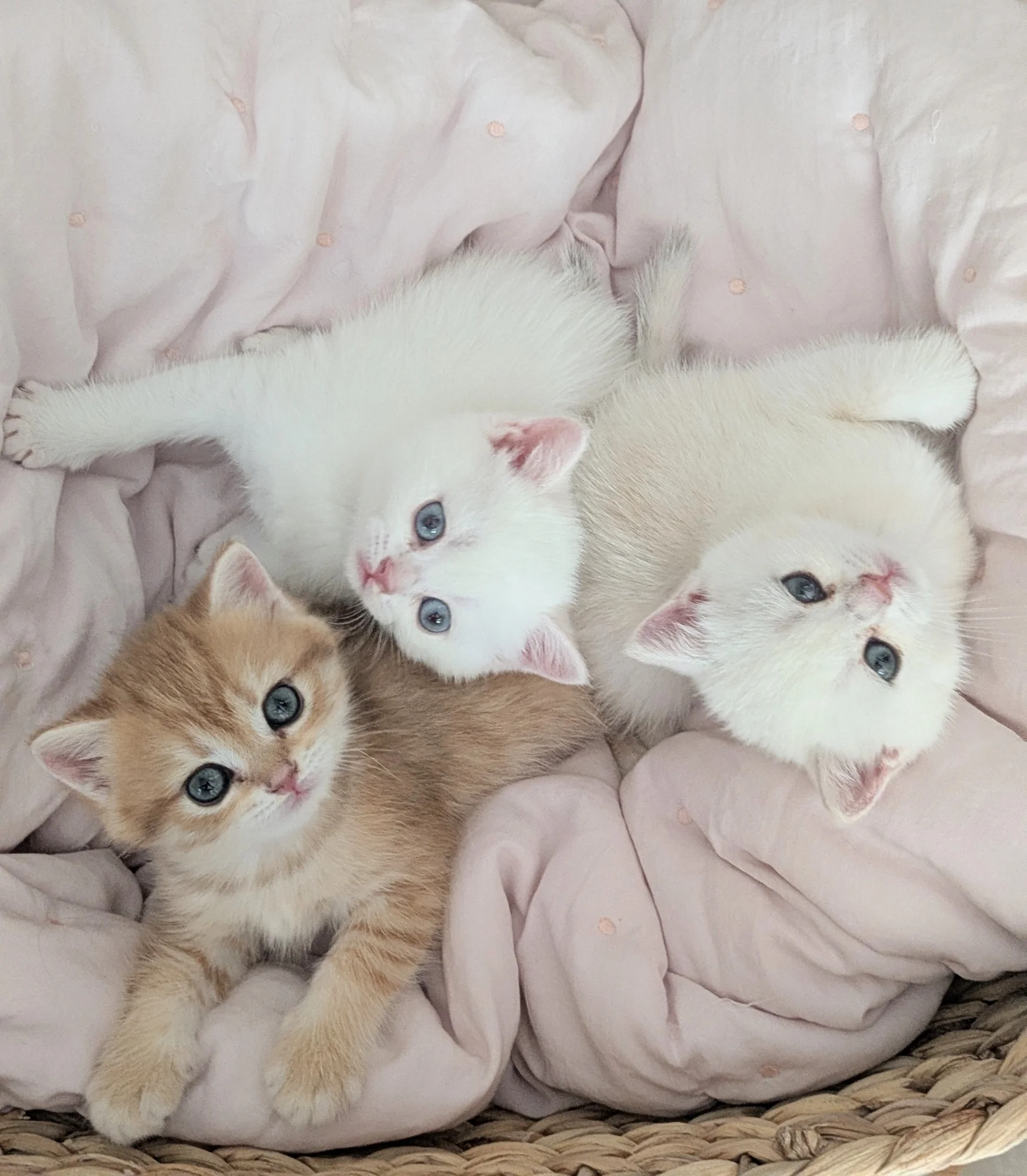 Chaton Golden British de la Chatterie du Domaine des Lutins