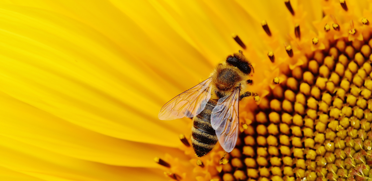 illustration project Be Keeper