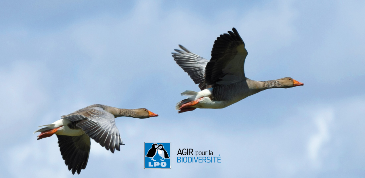 illustration project La Ligue pour la Protection des Oiseaux