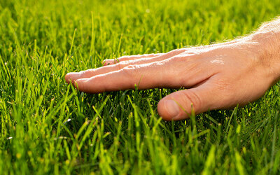 Image du projet Aller toucher de l'herbe