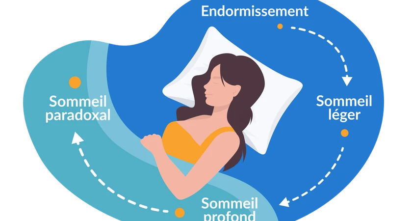 Cycle du sommeil illustré avec une femme dormant, passant par les phases d'endormissement, sommeil léger, sommeil profond et sommeil paradoxal.
