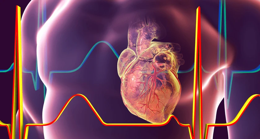 Représentation du cœur humain avec un tracé d'électrocardiogramme coloré.