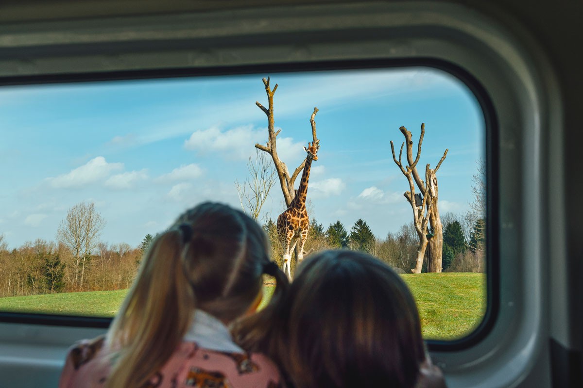 Givskud Zoo safari