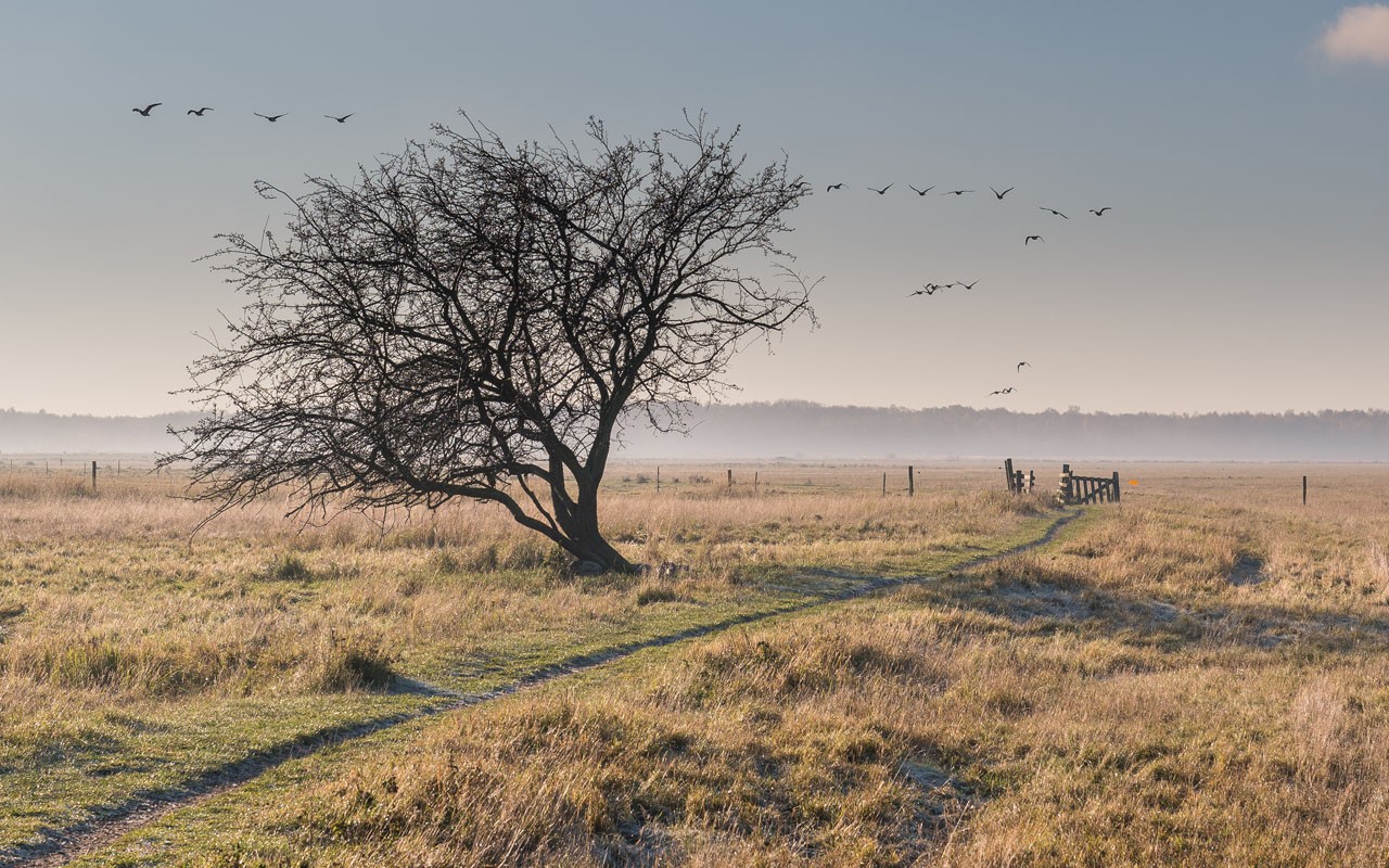 Amager Fælled