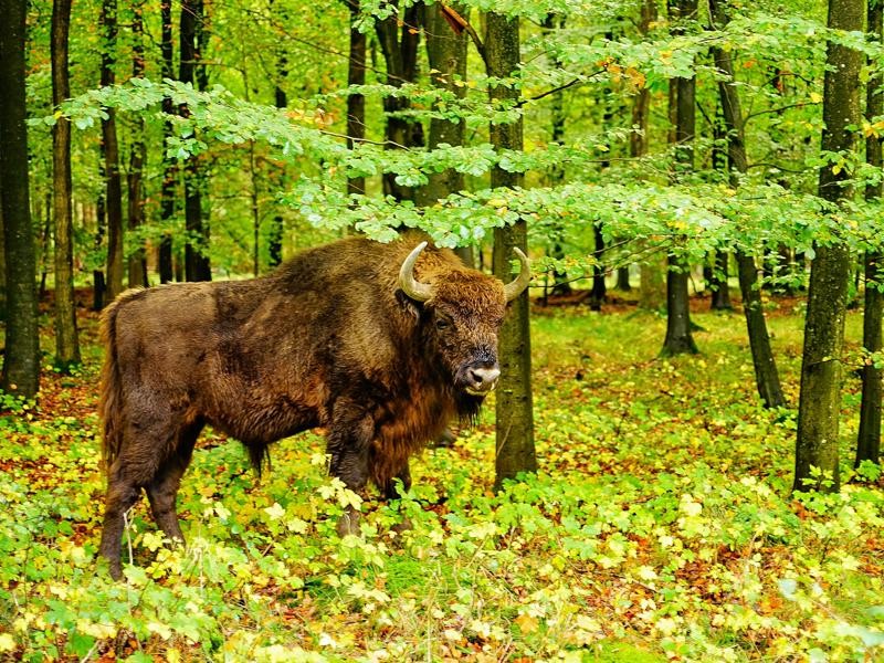 Bisonskoven
