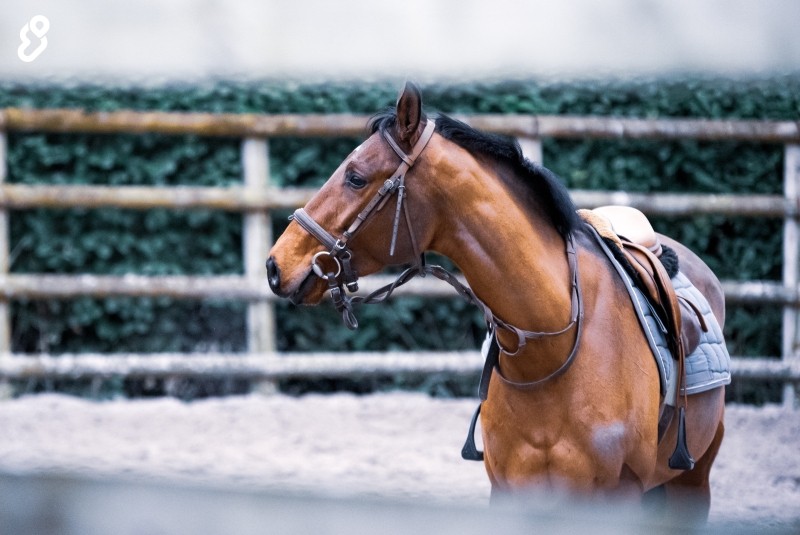 Poney Club d'Axelle