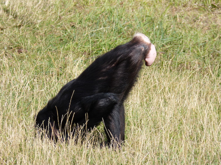 Photographie d'une femelle bonobo qui rend son gonflement génital plus visible en mangeant avec le postérieur en haut.