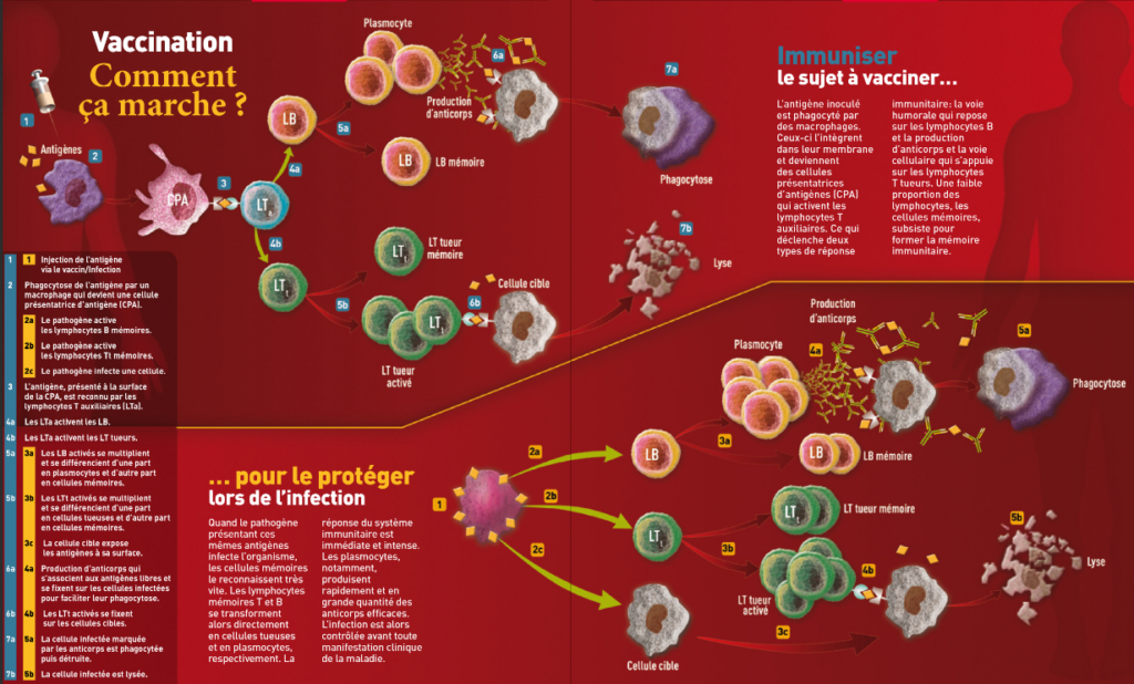 Recourir Au Vaccin Les Cl S Pour Comprendre Partie Du Principe La Conception Dun Vaccin