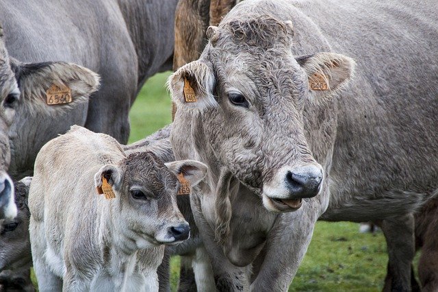 Les vaches pourraient-elles finalement être la solution au réchauffement  climatique ?