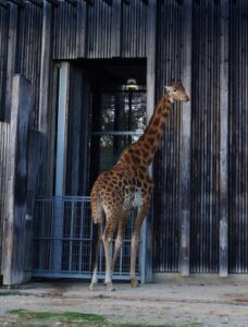 Set vétérinaire girafe - Boutique - Zoo-refuge La Tanière