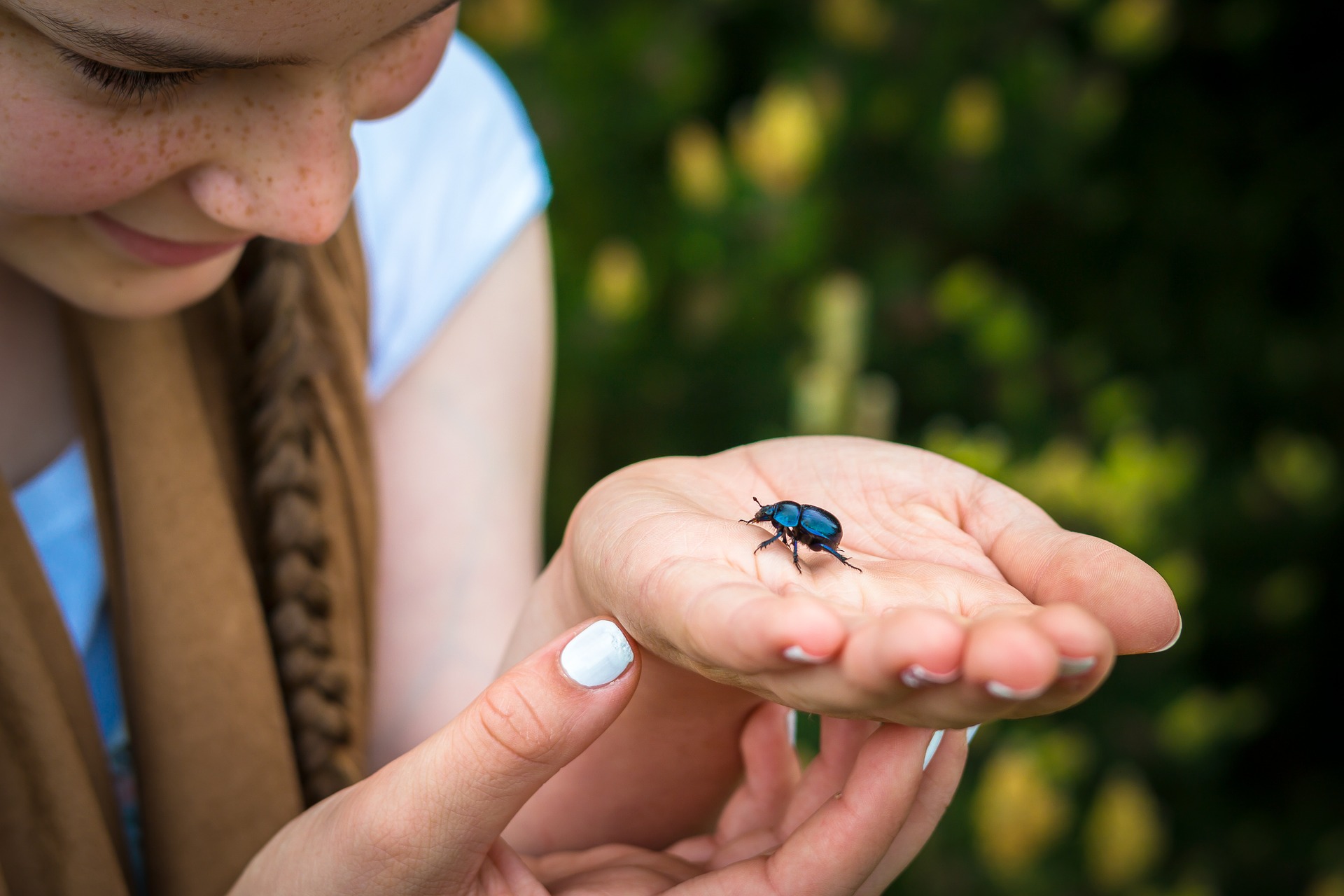 Les insectes : pourquoi faut-il les protéger ?