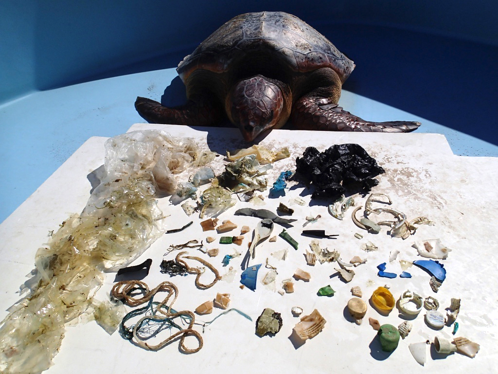 Déchets plastiques retrouvés lors de l'autopsie d'une tortue, sur l'Île de la Réunion.