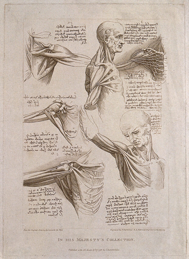 Muscles des membres supérieurs, du thorax, de la tête et du cou. Engraving, 1796. Wellcome Collection. Public Domain Mark. Source Wellcome Collection