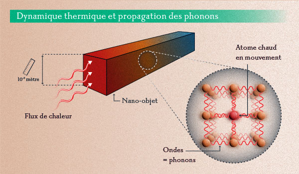 Dynamique thermique et propagation des phonons