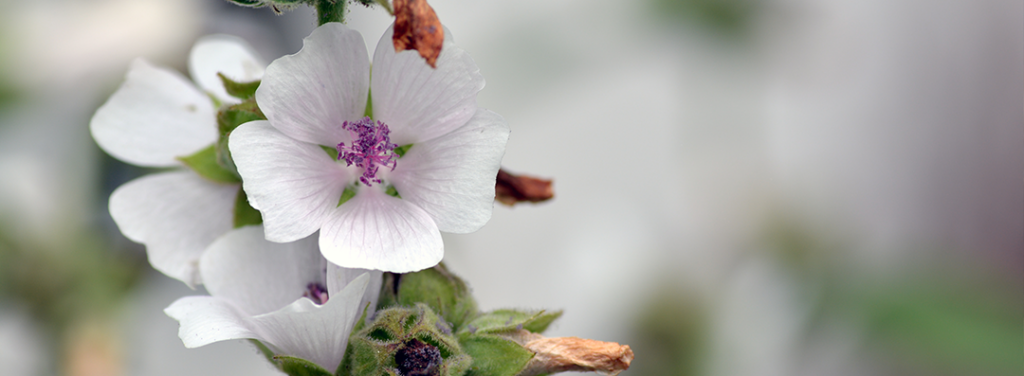Marshmallow flower used in our active ingredient Osmo'city