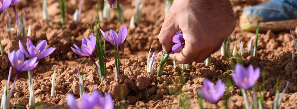 le safran est une fleur délicate ui se récolte uniqument à la main.
