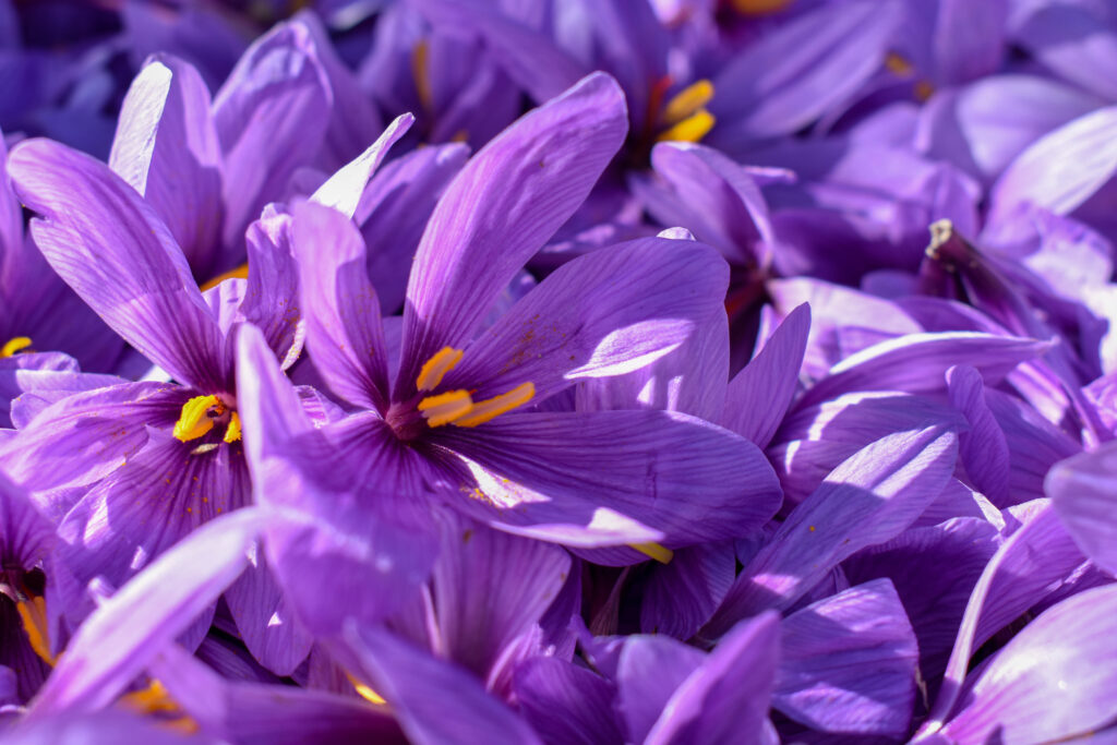 saffron flower also called crocus sativus