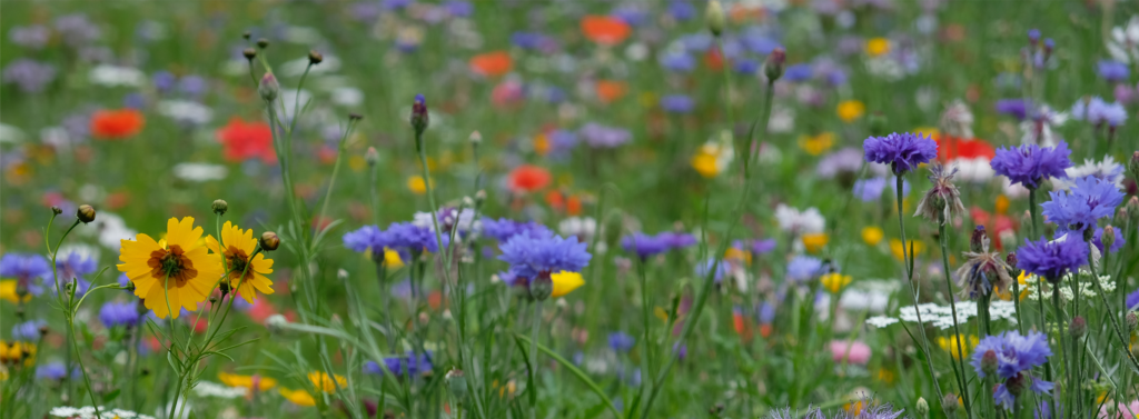 Champ de fleurs bleues, jaunes et rouges. Avec des matières premières naturelles, Seqens Cosmetics Natural Ingredients peut vous aider à fabriquer vos ingrédients sur mesure.