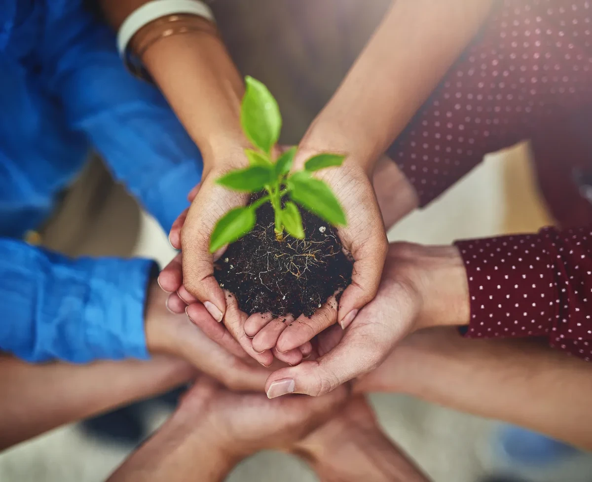 Un groupe de personnes joignant leurs mains pour soutenir une plante en pleine croissance.