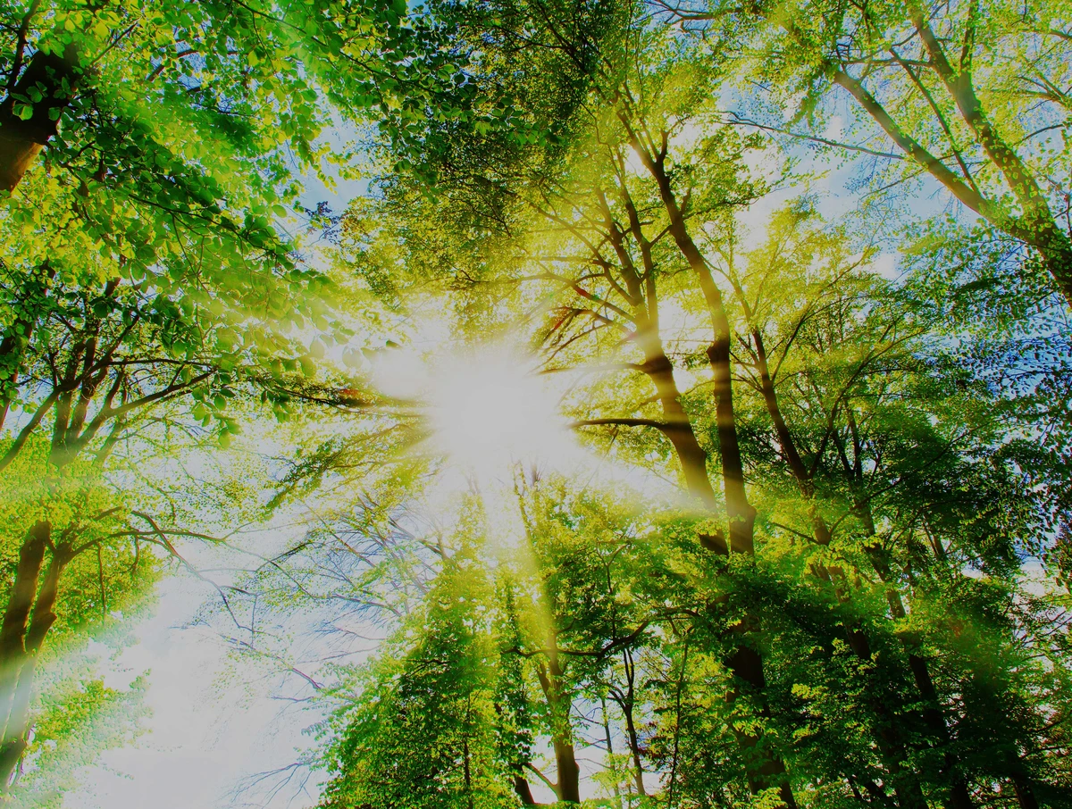 Sunlight Tree Canopy Forest