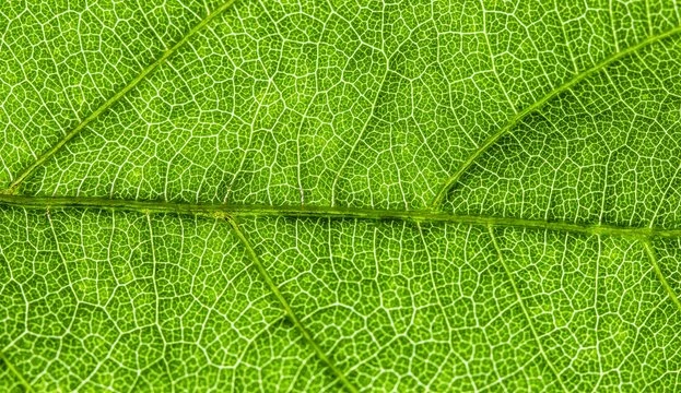 Phytolis cas client