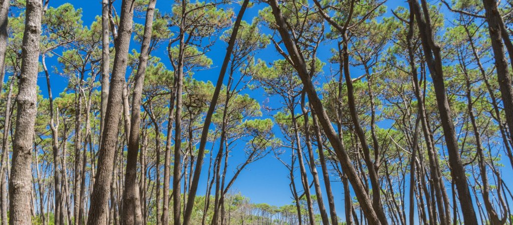 Décarboner, mais aussi agir localement