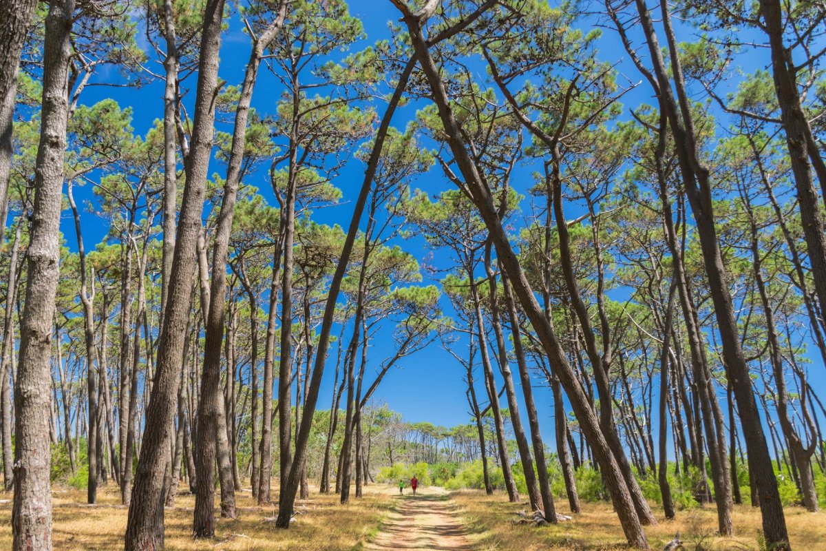 Décarboner, mais aussi agir localement