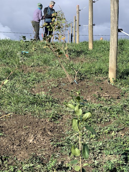 Chantier Biodiversité Ferme Charpin © Terre de Liens Rhône-Alpes