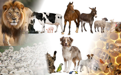Image du projet A la rencontre des animaux sauvages et de la ferme