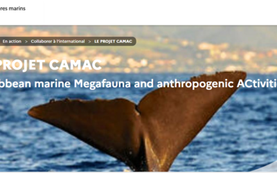 Image du projet Protéger la Mégafaune marine depuis la Réserve Amana