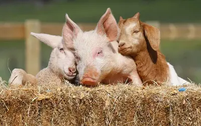 Image du projet Mission nature à la ferme d'Argueil pour les CP de Daudet !