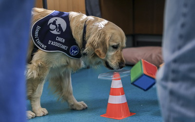 Image du projet Chien d'assistance de réussite scolaire à Faverges avec Handi'chiens