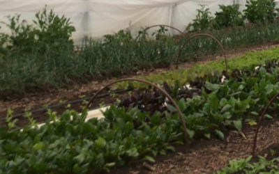 Image du projet Un jardin pour observer, créer et comprendre
