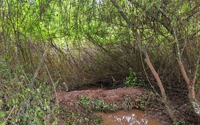 Image du projet Zone humide  de Meyssac