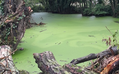 Image du projet Restauration d'une mare