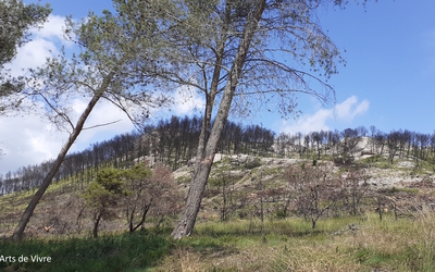 Image du projet UNE AIRE TERRESTRE EDUCATIVE POUR NOTRE FORET INCENDIEE  A BARBENTANE !