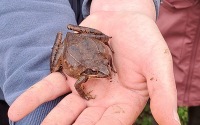 Image du projet AireTerrestre Educative amphibiens années 4 et 5