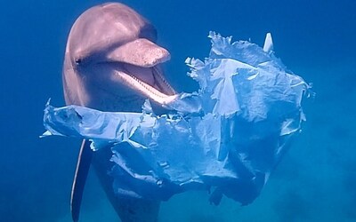 Image du projet Sensibilisation à la protection des mers et des océans