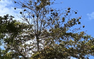 Image du projet La coulée des oiseaux
