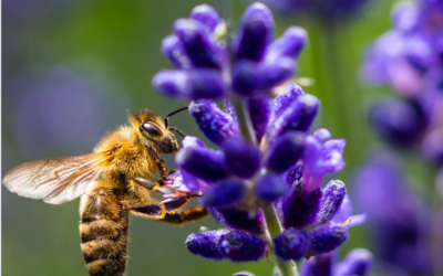 Image du projet Les abeilles de Paris à la rencontre des CP de Charles Peguy de Créteil
